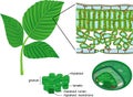 Chloroplast, thylakoid and sectional diagram of plant leaf microscopic structure